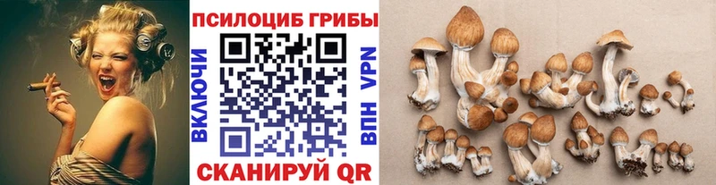 Галлюциногенные грибы Cubensis  Гусь-Хрустальный 